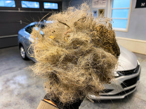 the most pet hair removed from a car in a deatail geek auto shop